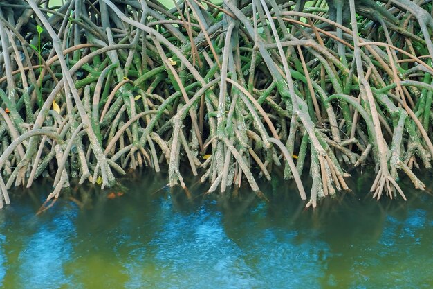 Las raíces de los manglares que crecen sobre el agua del mar