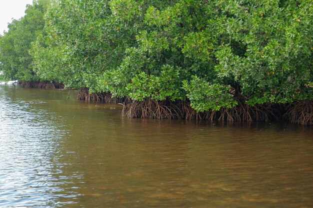 Foto las raíces de los manglares que crecen sobre el agua del mar