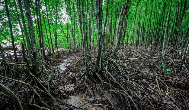 raíces de mangle en el agua