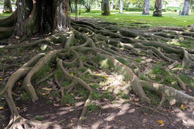 Raíces masivas de la higuera de la bahía de Moreton de un árbol