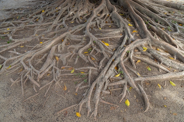 Raíces de un ombú Phytolacca dioica