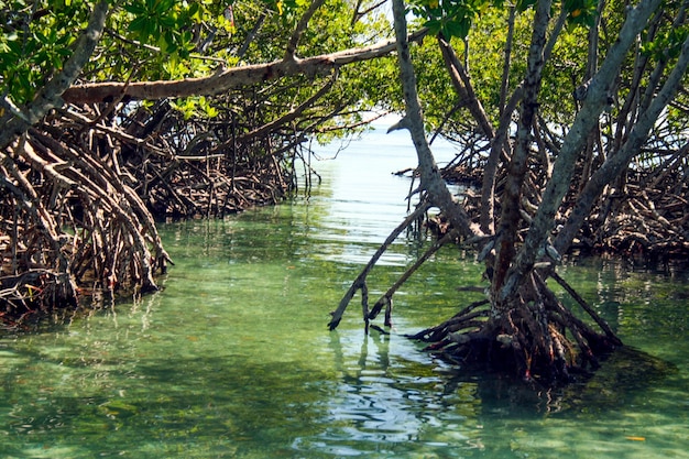 Raíces de plantas tropicales que surgen del agua de mar turquesa en Puerto Rico