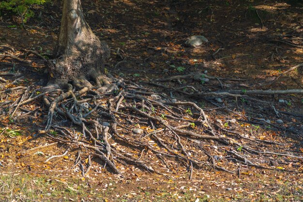 Raíces ramificadas rizadas de un árbol viejo