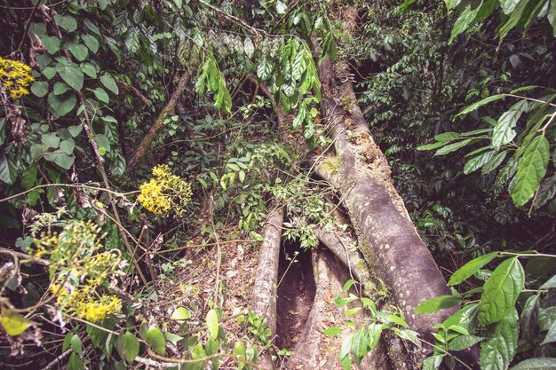 Raíces trepando por el tronco de un árbol en la selva