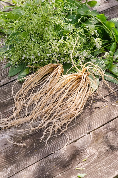 Raíces de valeriana frescas sobre fondo de madera con hojas y flores frescas