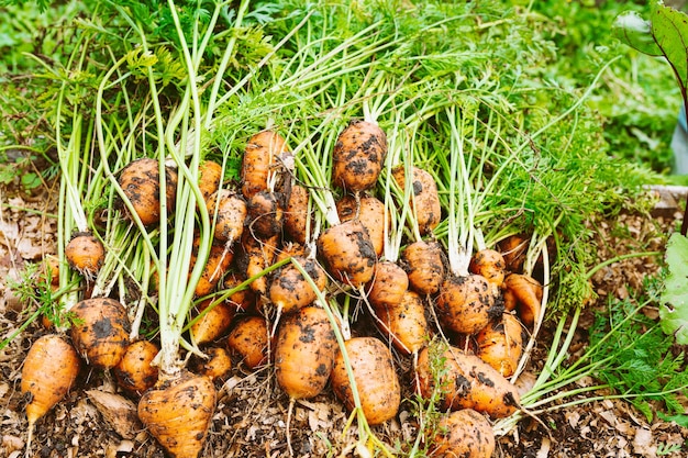 Raíces de zanahoria recién cosechadas del jardín, sucias en el suelo, yacen en la superficie del suelo