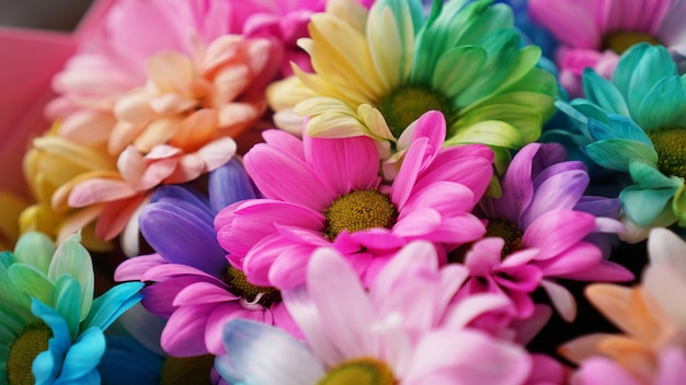 Rainbow Daisies. Flor Do Arco-íris. Buquês de flores do arco-íris em flor, foco seletivo. Fundo multicolorido com flores de margarida