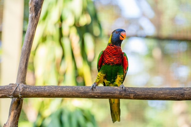 Rainbow Lorikeet loros en un parque verde.