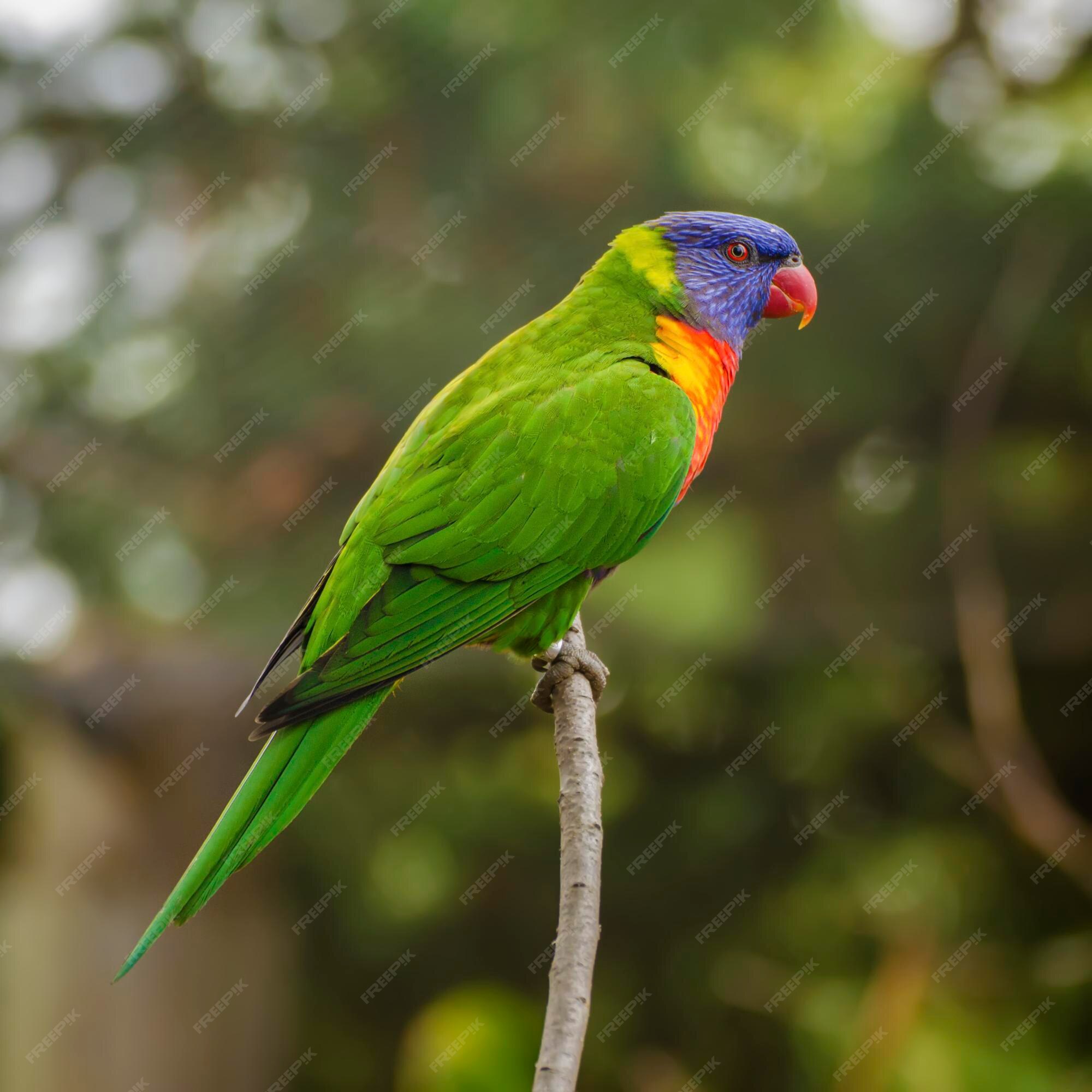 Jogos de acasalamento rainbow lorikeet. um papagaio desbotado gruda em uma  fêmea