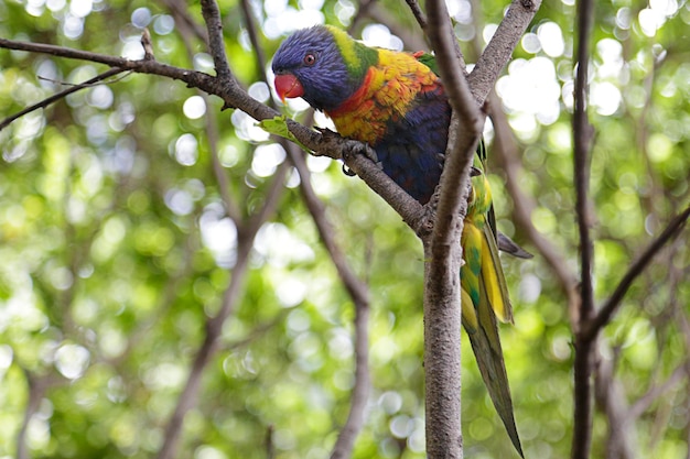 Rainbow lorikeet trichoglossus moluccanus thront auf einem Ast eines BaumesxA