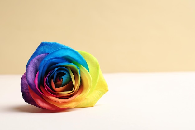 Rainbow rose flor en la mesa contra el fondo de color