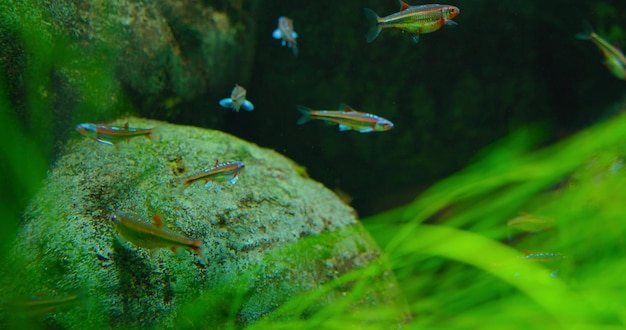 Rainbow shiner family Leuciscidae Piedras de acuario de peces de agua dulce y algas verdes en el fondo del río Un gran grupo de pequeños peces iridiscentes de color neón Notropis chrosomus