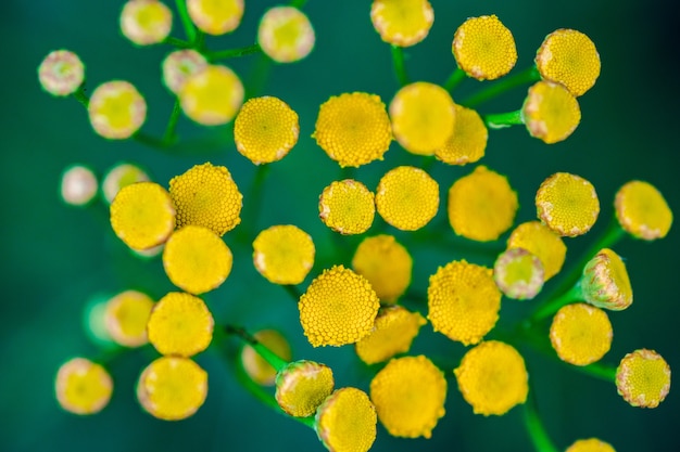 Rainfarn Blumen hautnah. Gelbe gesunde Krautblumen, Makroansicht.