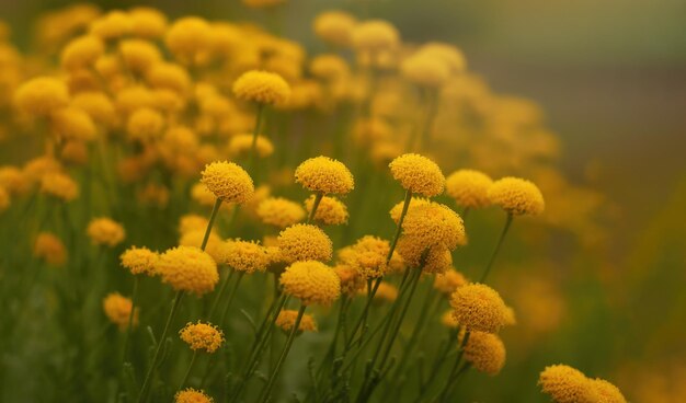 Rainfarn vulgare Tanacetum blüht auf einem verschwommenen gelbgrünen natürlichen Hintergrund Kindersaison