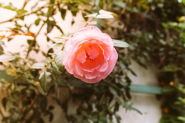 Rainha da Suécia Escalada Inglesa Rose Bloom, foco suave, cor retrô