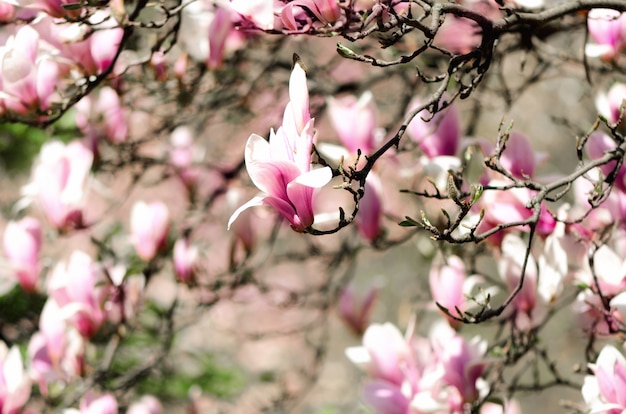 Raios de florescência do sol da árvore da magnólia na primavera.