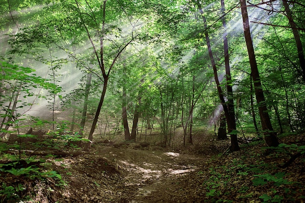 Raios de luz do sol através das árvores na floresta