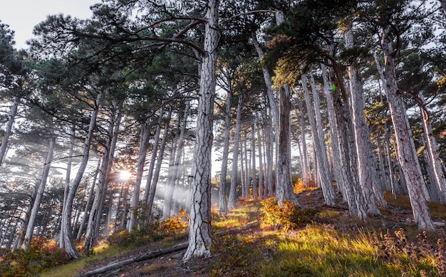 Raios de sol através das árvores, floresta de outono nas montanhas da Crimeia