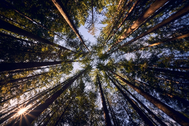 Raios de sol através das árvores na floresta