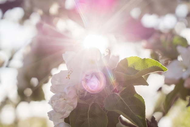 Raios de sol através de um galho de macieira em flor