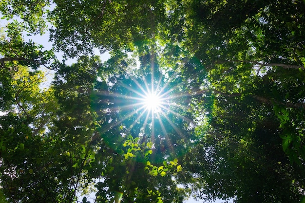 raios de sol através do fundo das árvores