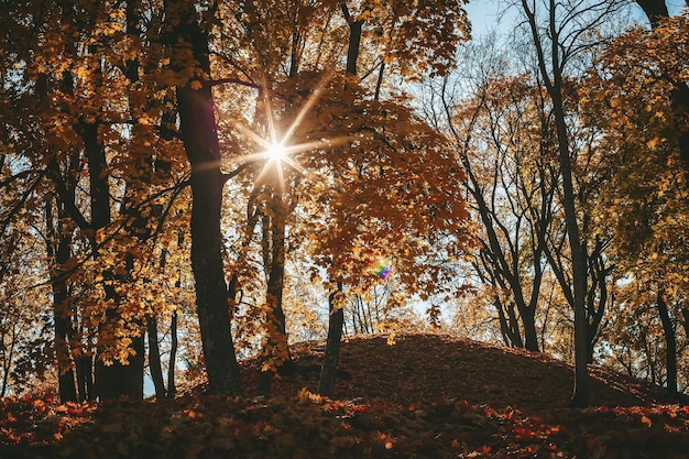 Raios de sol atravessando as árvores no parque outono