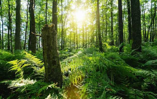 Raios de sol brilhando através da floresta natural de samambaias de faias cobrindo o chão