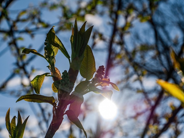 Raios de sol brilhando através das folhas de um galho de árvore