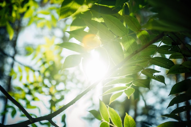 Foto raios de sol brilhantes rompem a folhagem verde das árvores. fundo de bokeh floral lindo de verão. papéis de parede de fotos.