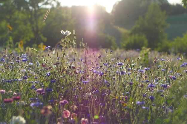 Raios de sol caindo em um prado de flores em luz difusa