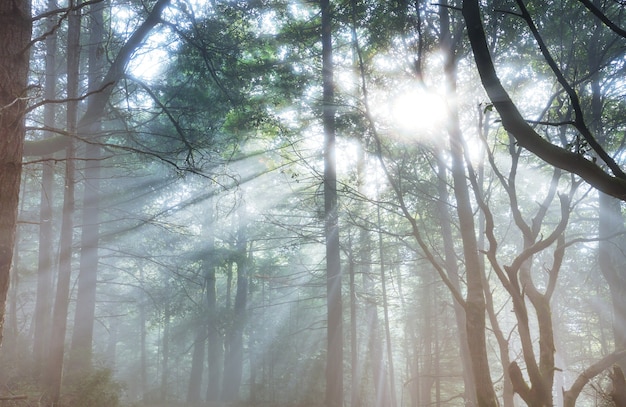 Raios de sol em dia claro na floresta verde