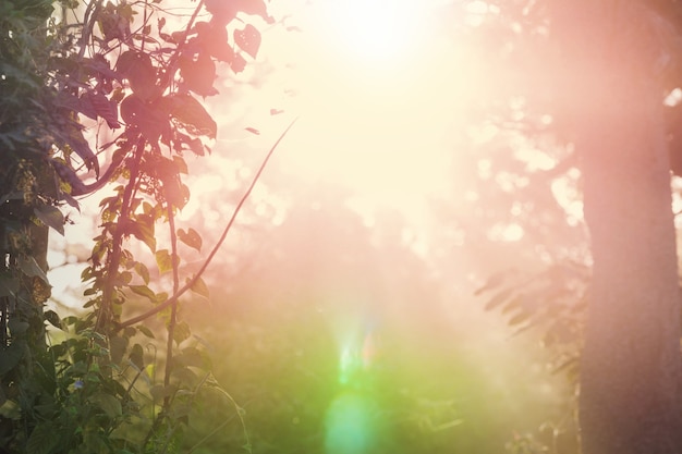 Raios de sol em dia claro na floresta verde