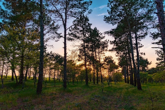 Raios de sol em uma floresta de pinheiros