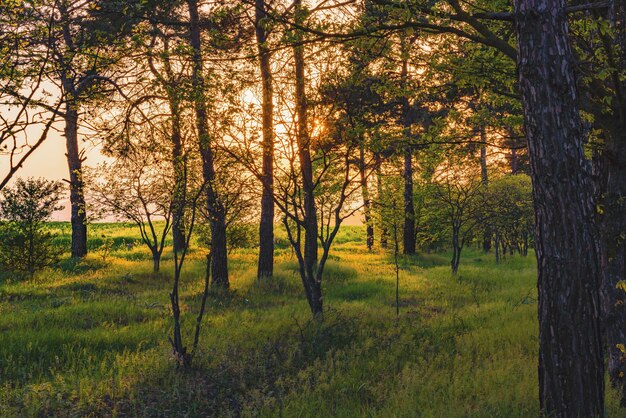 Raios de sol em uma floresta de pinheiros