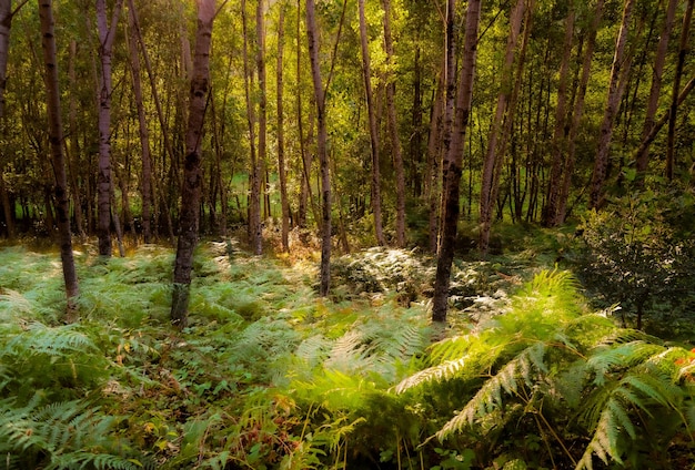 Raios de sol entrando pelas árvores e vegetação rasteira de uma floresta exuberante e verde de vegetação