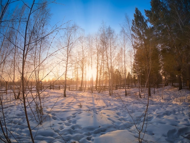 Raios de sol fluindo através de troncos de árvores em um bosque de bétulas coberto de neve no pôr do sol no inverno