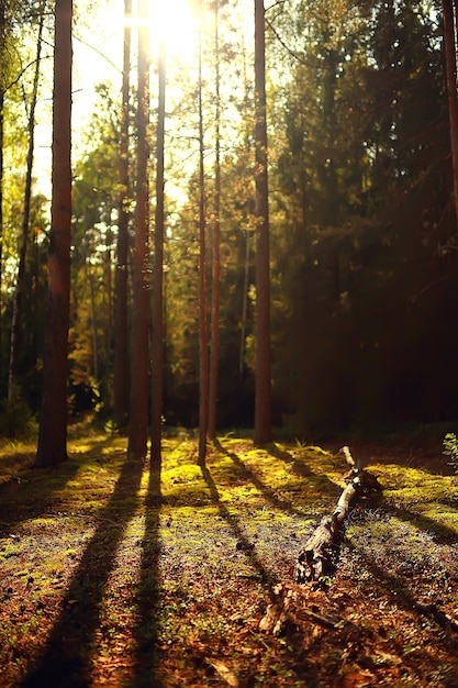 raios de sol na floresta de coníferas, floresta de verão com paisagem abstrata, bela natureza selvagem