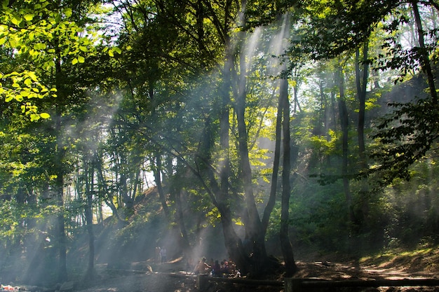 Raios de sol na floresta verde