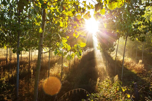 Raios de sol na floresta