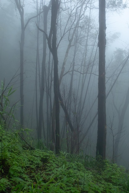 Raios de sol na floresta