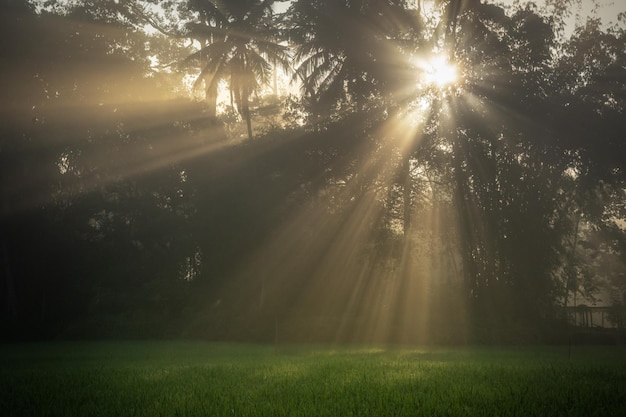 Raios de sol na floresta