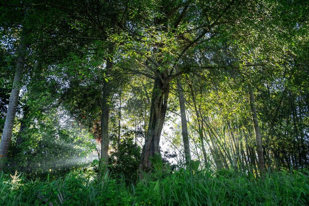 raios de sol na floresta