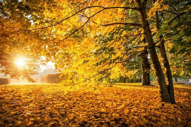 Raios de sol nas árvores de outono vermelho dourado no parque Tsaritsyno em Moscou