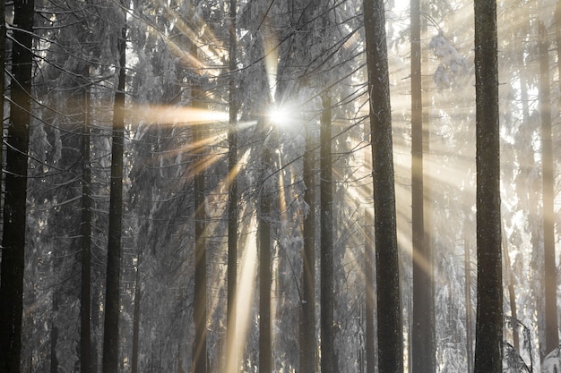 Raios de sol rompendo o nevoeiro frio árvores cobertas de neve.