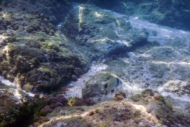 Raios de sol sob a água de rochas e seixos no fundo do mar nadando em peixes