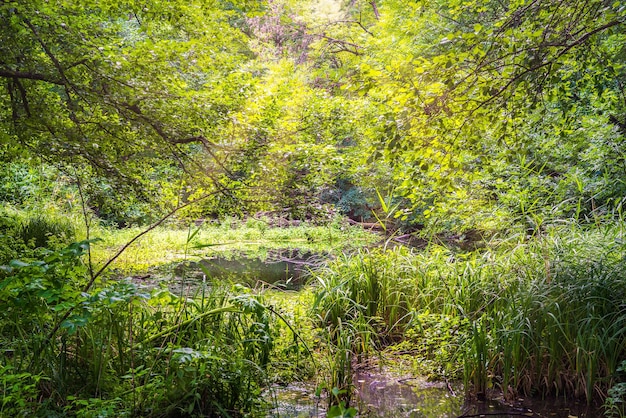 Raios de sol sobre o rio da floresta pela manhã