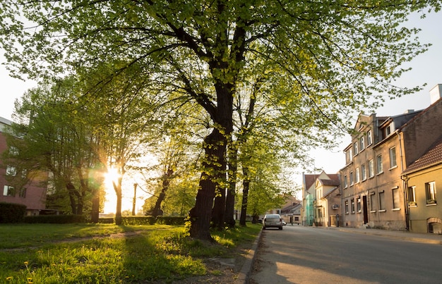 Raios de um pôr do sol de primavera através da coroa de uma árvore verde na rua Klaipeda, Lituânia