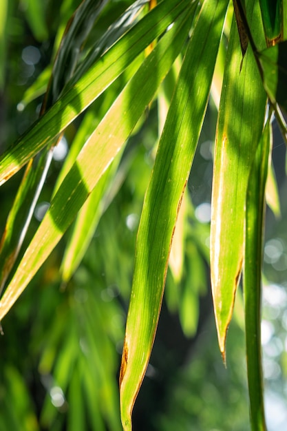 raios do sol de verão brilhando através das folhas de bambu