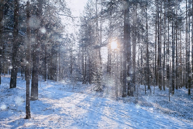 raios do sol paisagem floresta de inverno, paisagem de brilho em um belo panorama sazonal de floresta nevada do inverno