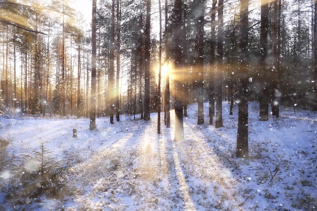 raios do sol paisagem floresta de inverno, paisagem de brilho em uma bela floresta nevada panorama sazonal de inverno